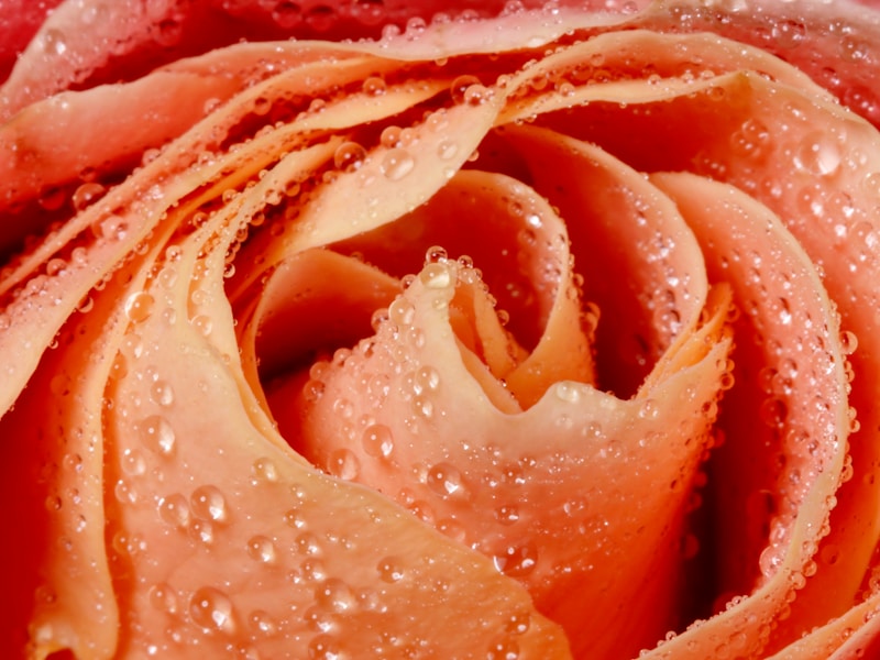 Romantic anniversary flower arrangements