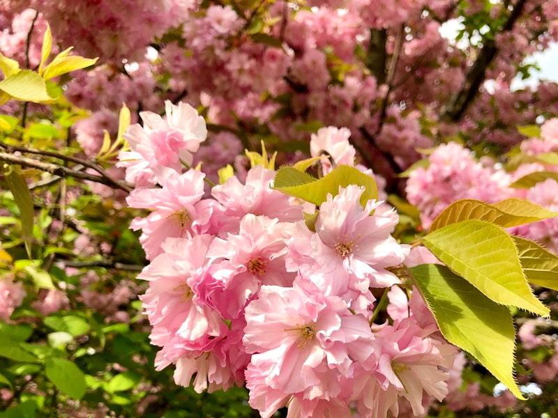 Beautiful Mother's Day flower arrangements
