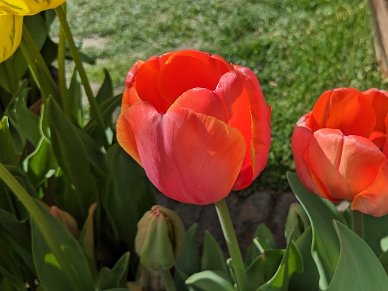 Vibrant spring tulips in peak season, perfect timing for UK Mother's Day celebration