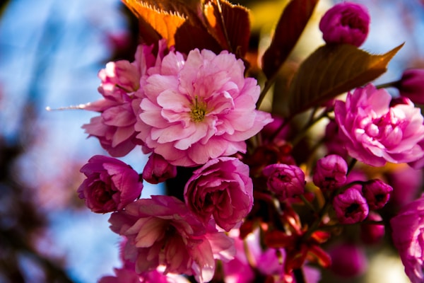 Beautiful Valentine's Day flower arrangements for seasonal updates