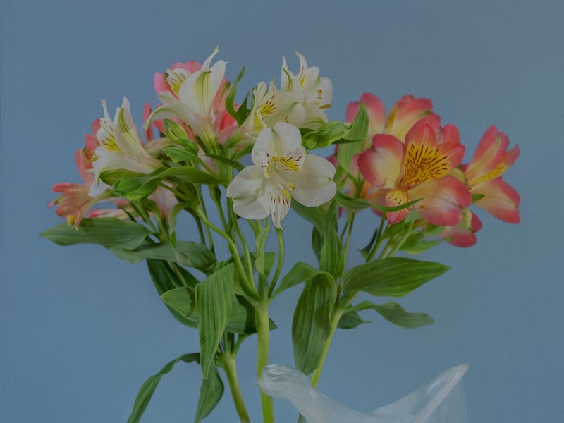 Interflora premium flower arrangement